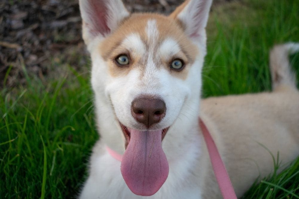 Alaskan malamute puppy