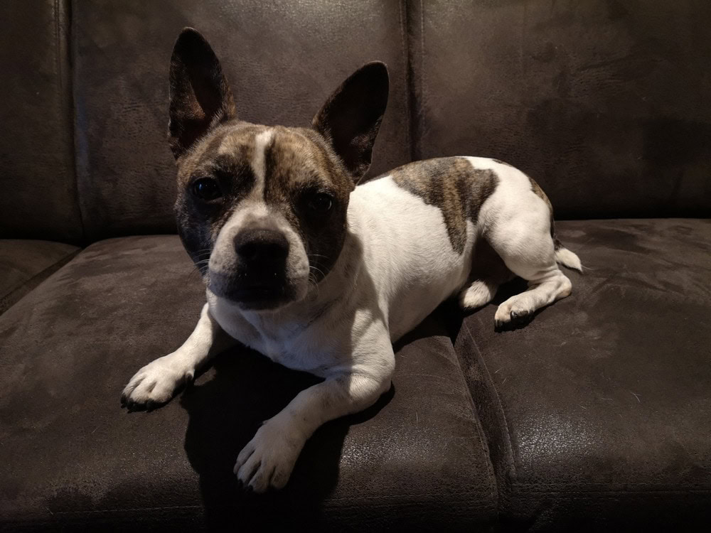 French Bullhuahua puppy