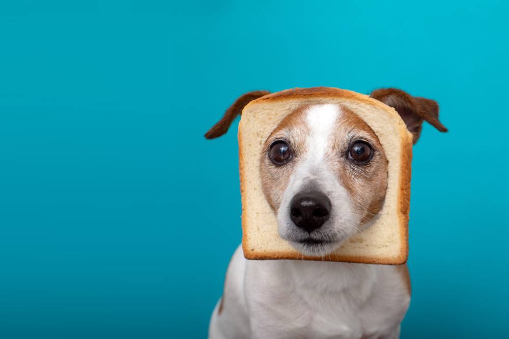 Why is bread bad for dogs new arrivals