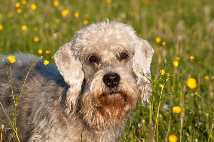 Dandie Dinmont Terrier smiling