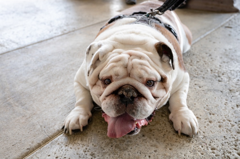 Happy English Bulldog laying on a concrete walkway wearing a harness and leash