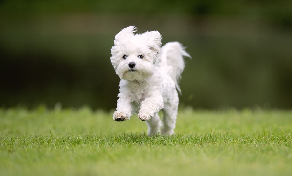 Highland Maltie
