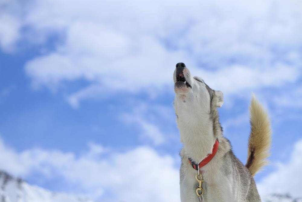 howling dog