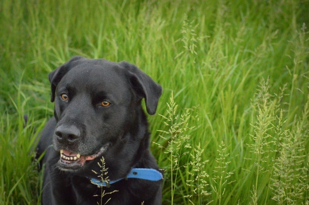 labrabull