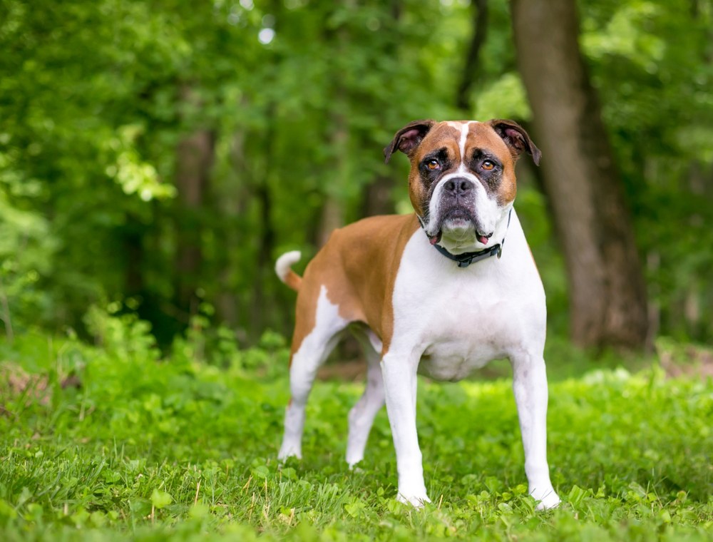 Rug lugtfri nødvendig Bulloxer (Boxer & American Bulldog Mix): Info, Pictures, Traits & Facts |  Hepper