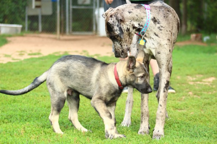 Great Dane and German Shepherd