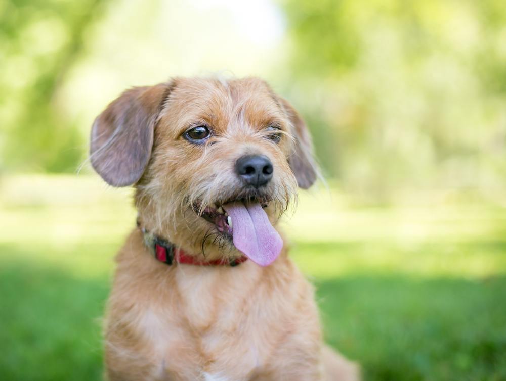 does a cairn terrier need a collar