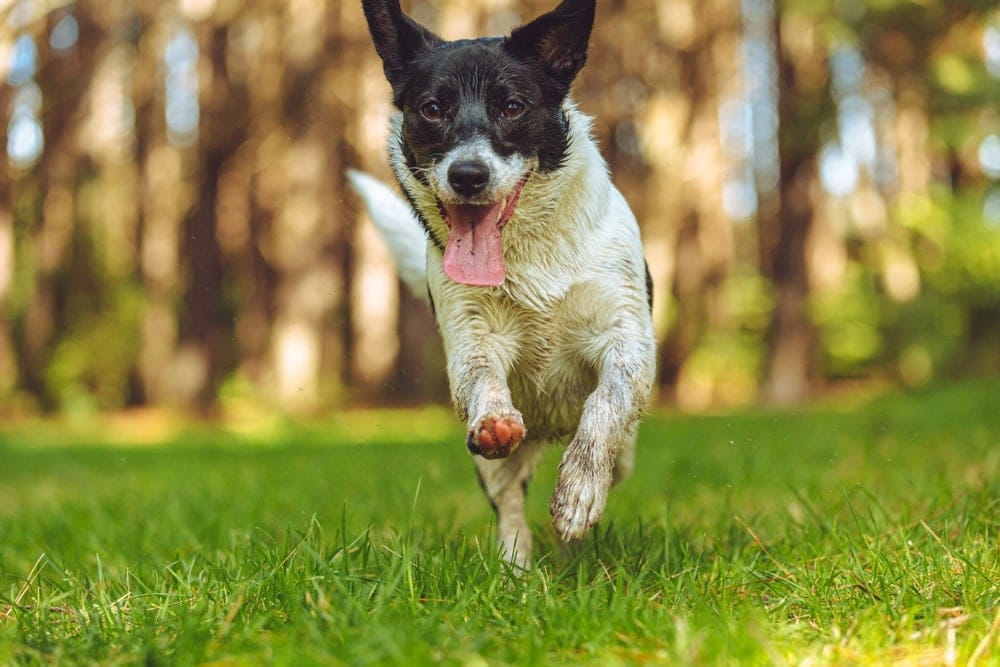 border jack puppy training