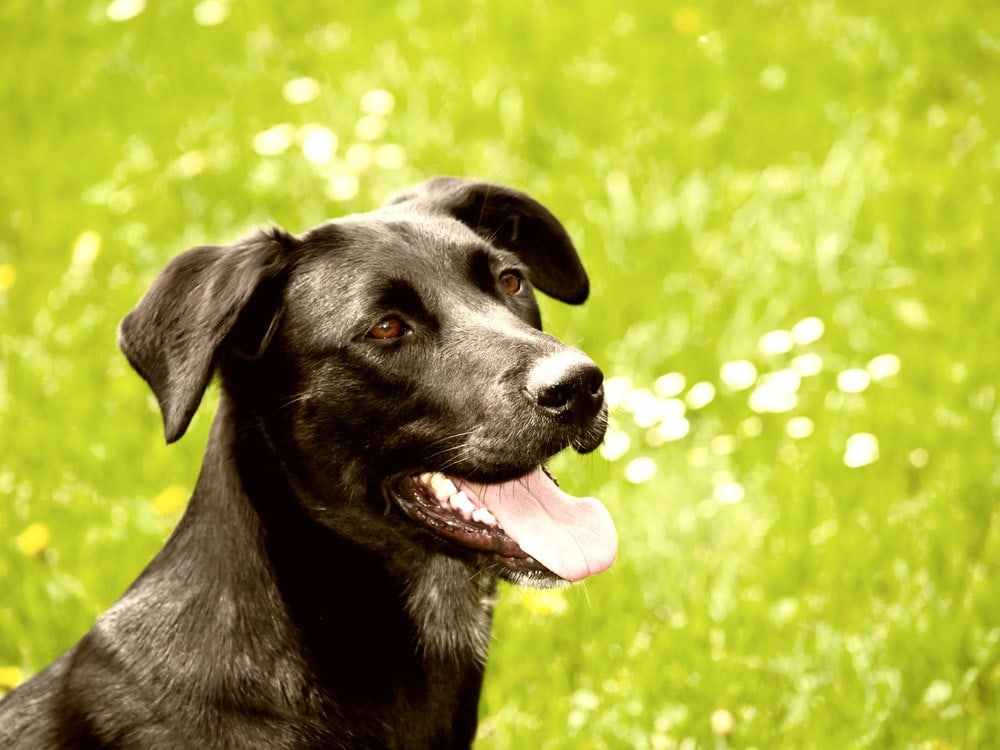 are dalmatians labradors