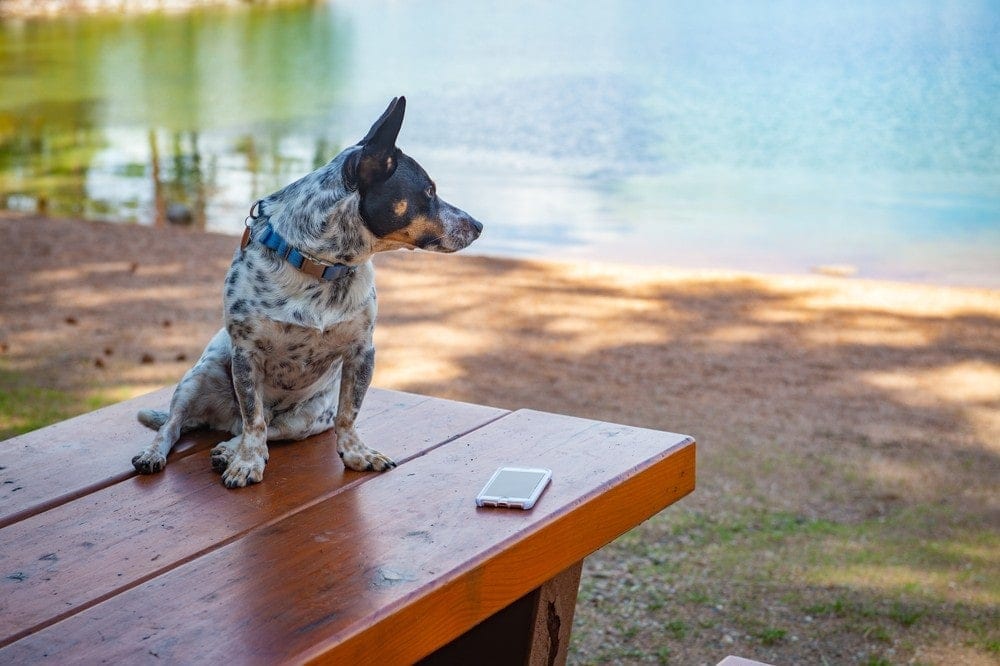 Corgi and cattle dog mix 5 cowboy corgi
