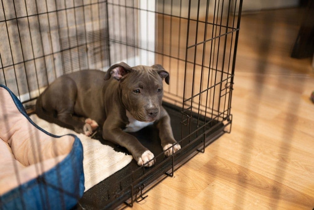 puppy in crate