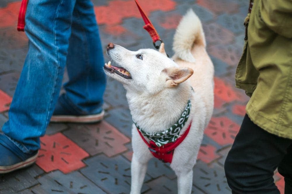 kitsu ken dog