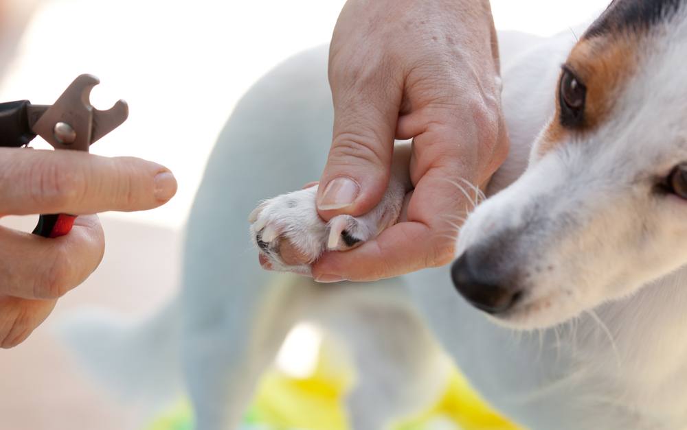 dog clippers