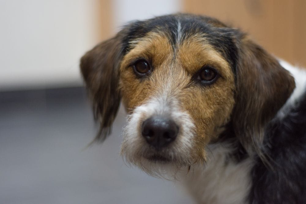 Poogle (Beagle & Poodle Mix)