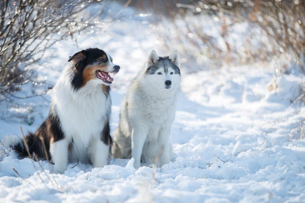 Aussie Husky Australian Shepherd Husky Mix Info Pictures