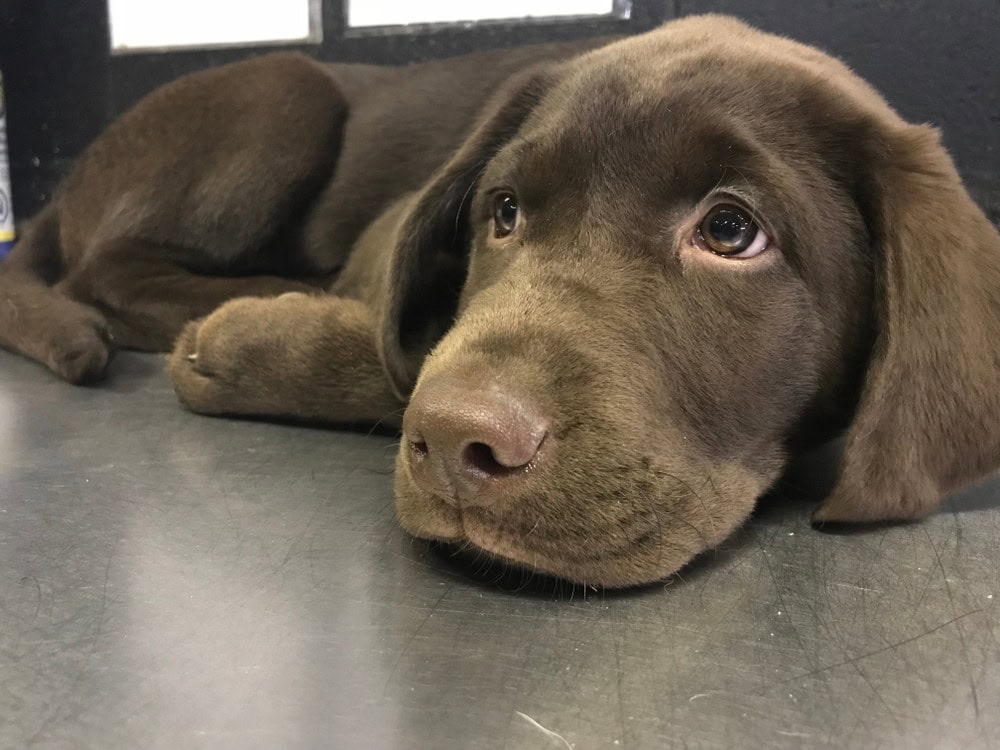 Hare glemsom Konfrontere 43 Labrador Mixed Breeds (With Pictures) | Hepper