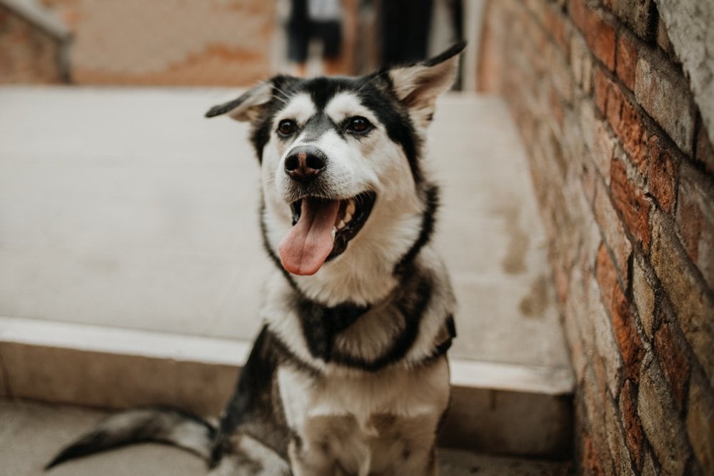 Goberian (Siberian Husky & Golden Retriever Mix) Info, Pictures, Characteristics & Facts Hepper