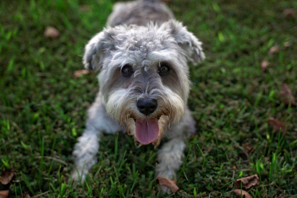 Børnepalads Hovedløse Landskab Snorkie (Miniature Schnauzer & Yorkie Mix): Info, Pictures, Characteristics  & Facts | Hepper