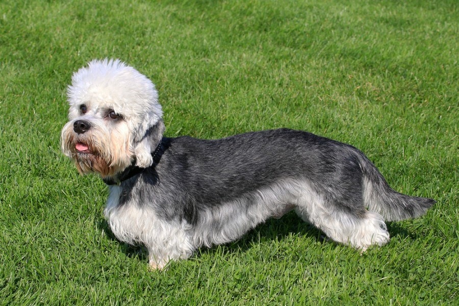 Dandie Dinmont Terrier smiling