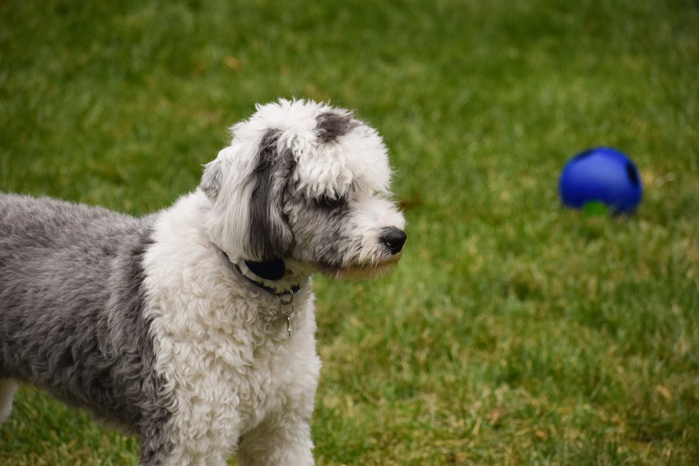 sheepadoodle
