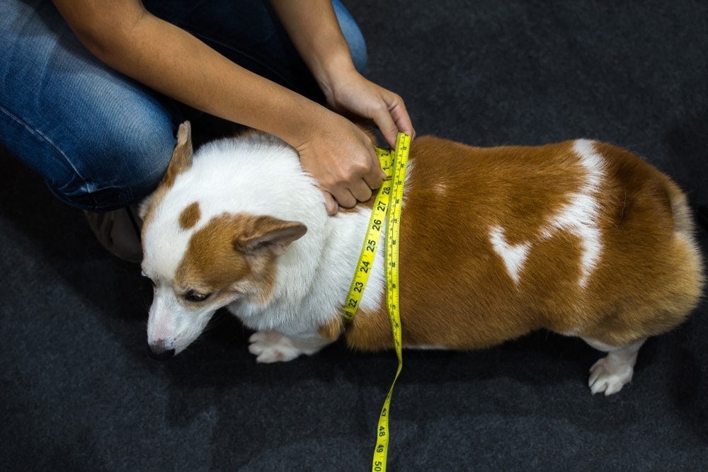 corgi getting measured