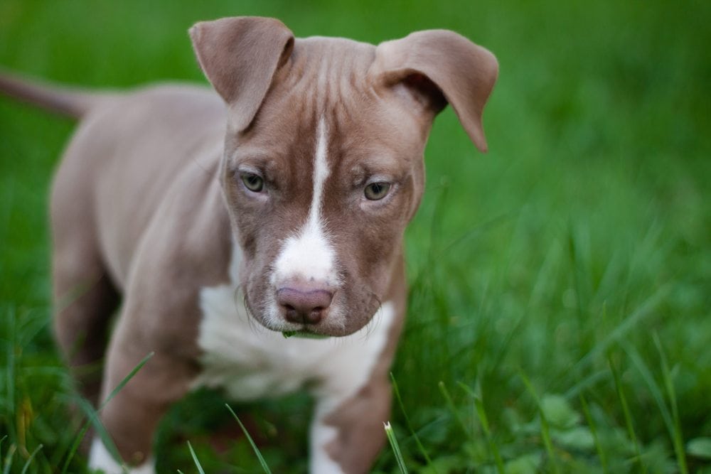 a red nose pitbull puppy