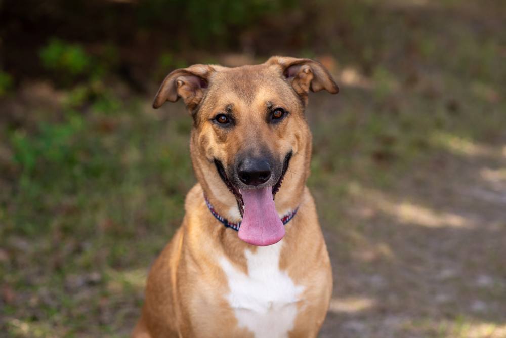 German Anatolian Shepherd