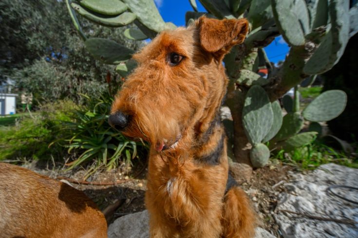 can a airedale terrier and a great dane be friends