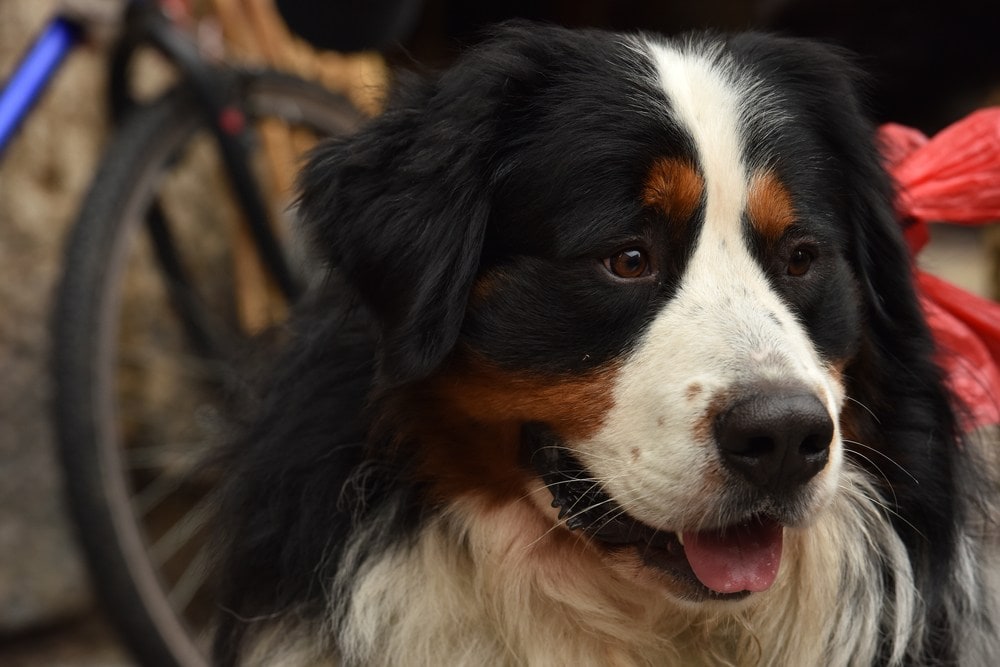 Bernese online bernard mix