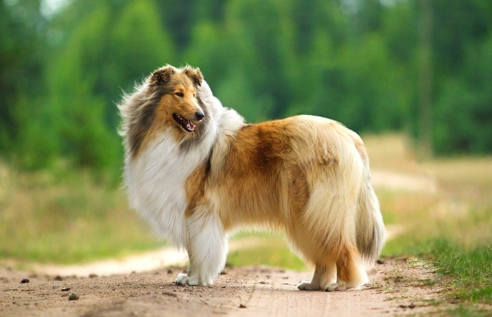 What Type Of Collie Was Lassie