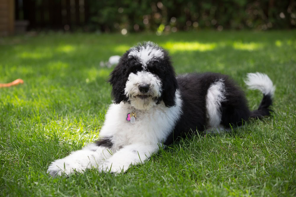 Inspektør Bevise Ønske Sheepadoodle | Dog Breed Info, Pictures, Personality & Facts | Hepper