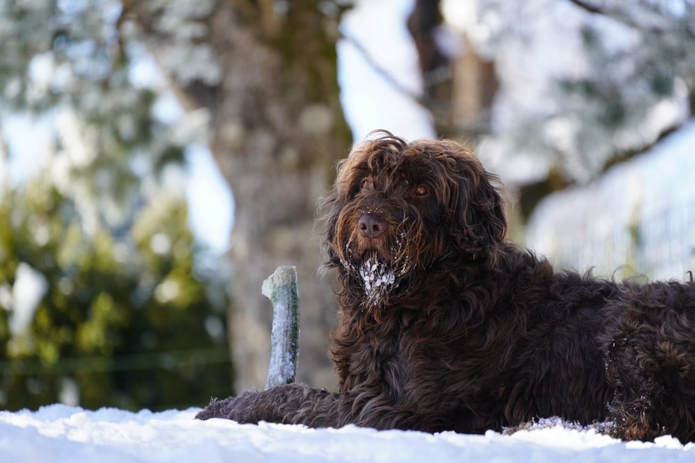 pudelpointer in snow