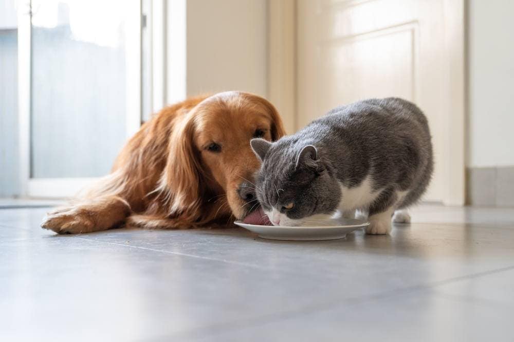 dog eating cat food