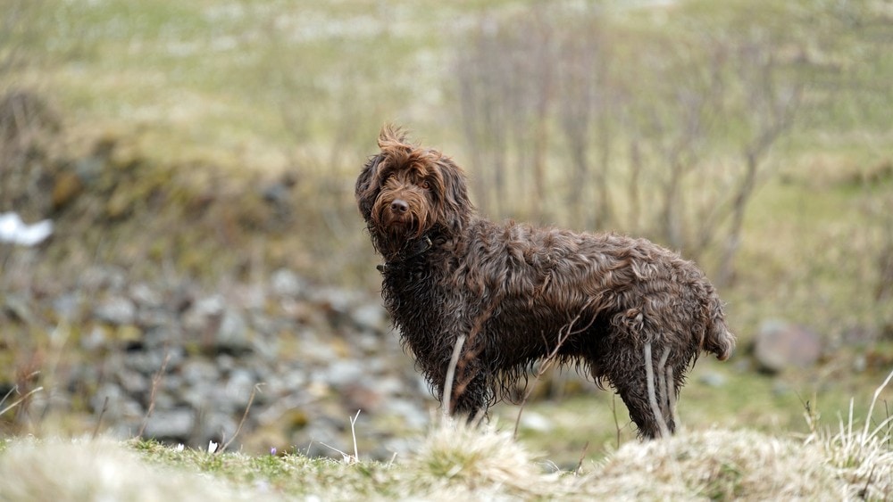 pudelpointer in field