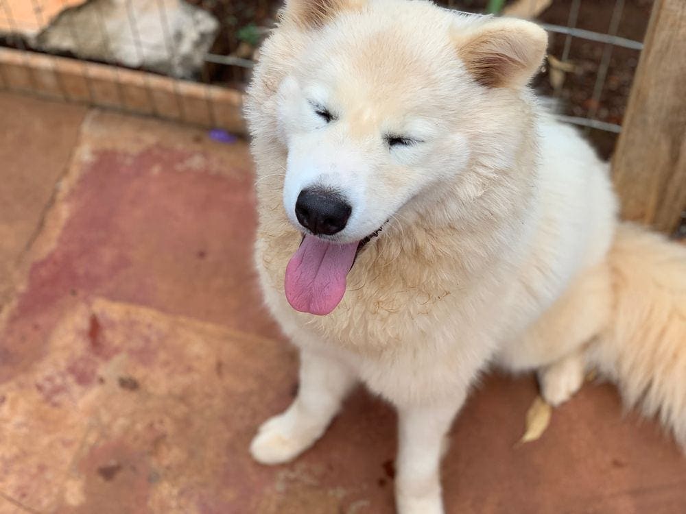 white Siberian husky