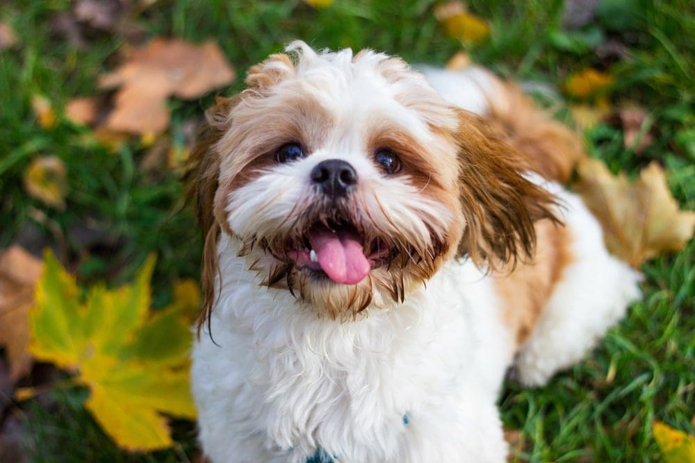 shih tzu puppy