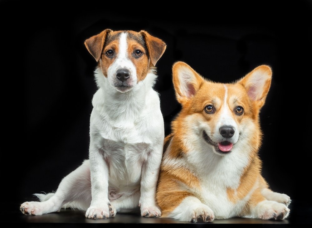 Corgi cross jack sales russell for sale
