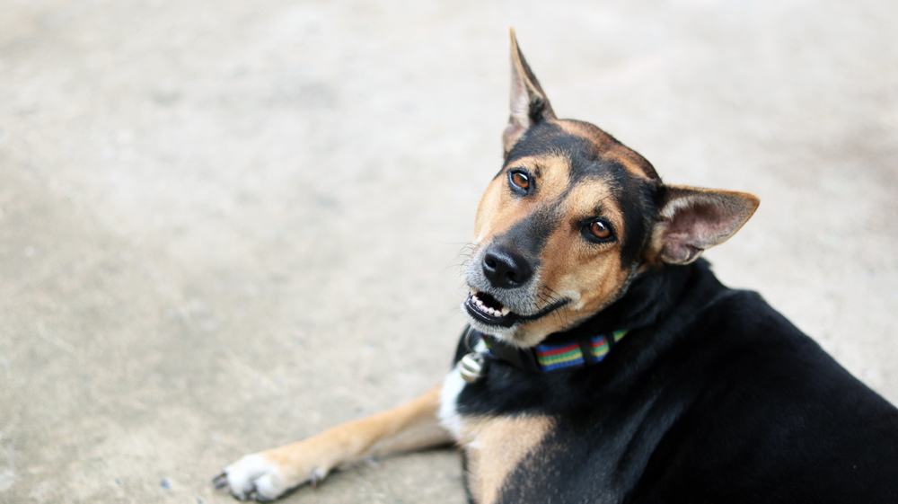 Rottweiler And Lab Mix