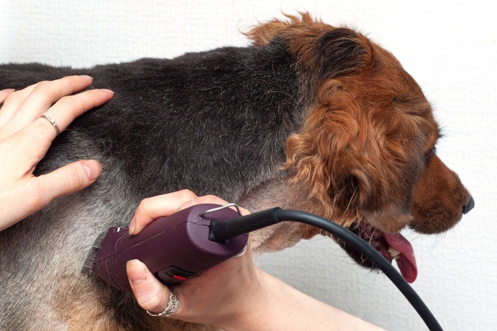 Are Dog Clippers The Same As Human Hair Clippers