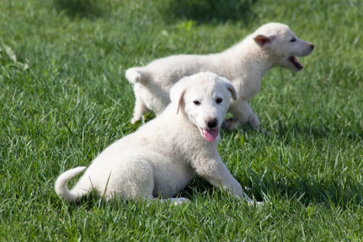 akbash puppies playing