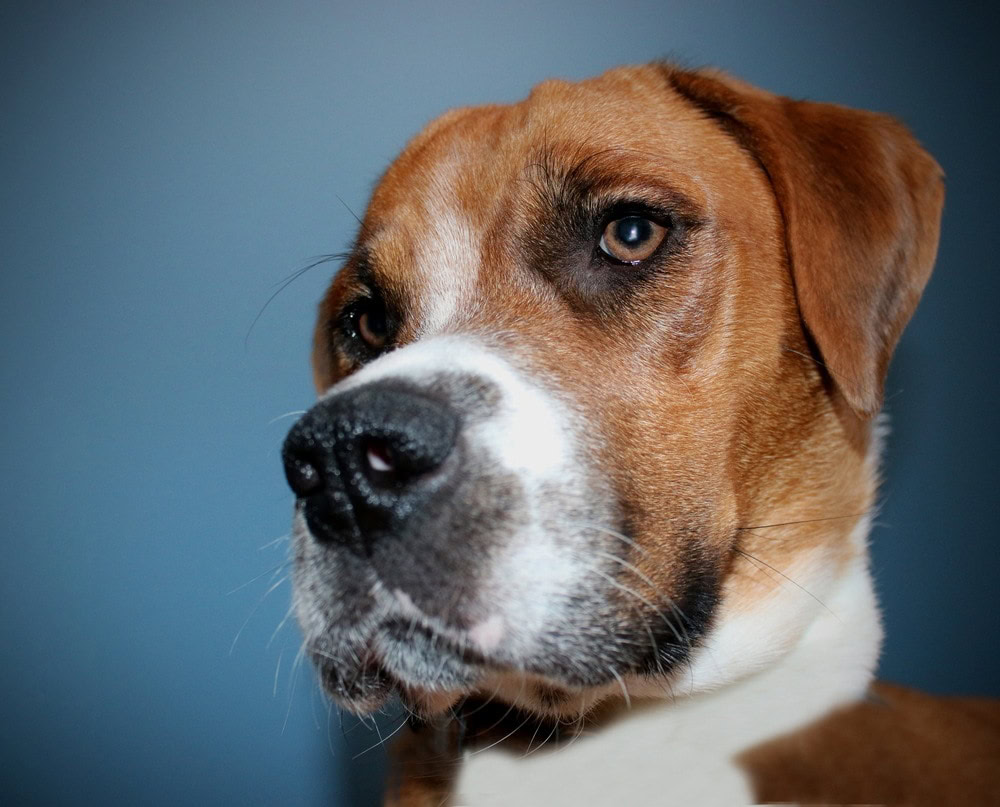 modtagende Shipwreck Labe Beagle & Boxer Mix (Boggle Dog): Info, Pictures, Characteristics & Facts |  Hepper