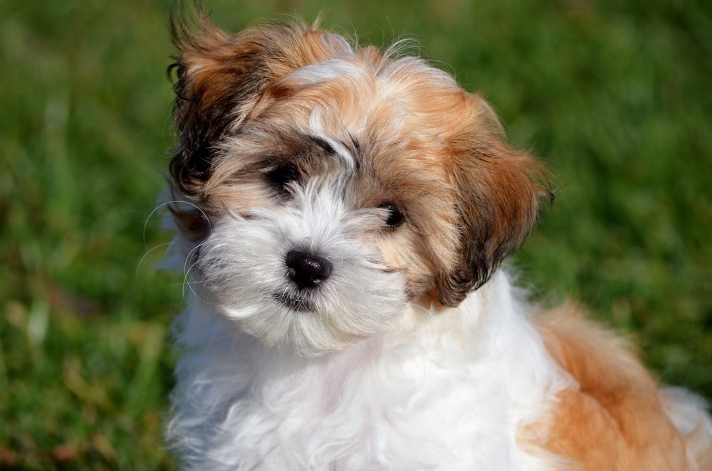 Cocker shih shop tzu mix
