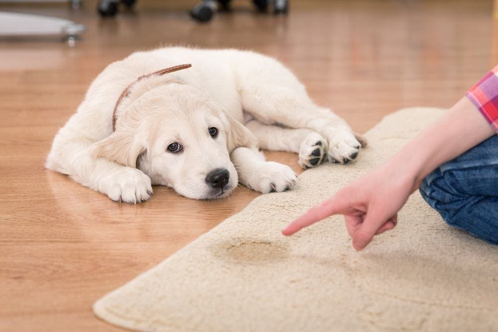 puppy pee on mat