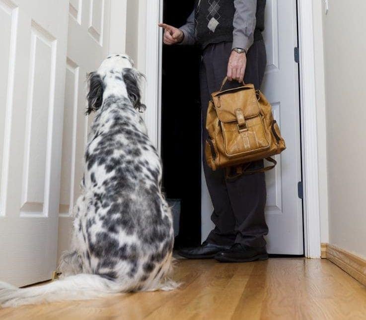 leaving dog at home