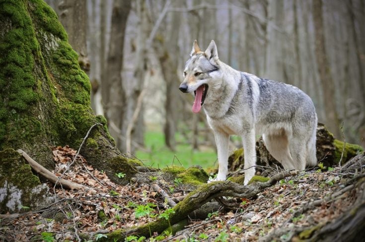 What dog breeds look like coyotes?