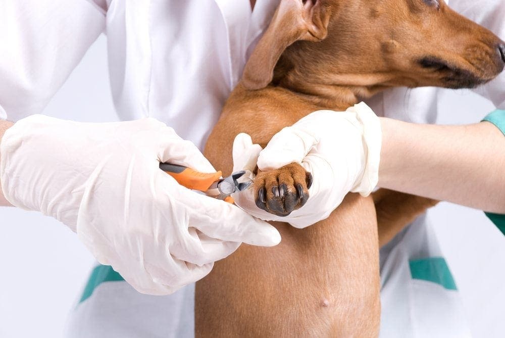 dachshund getting nails trimmed