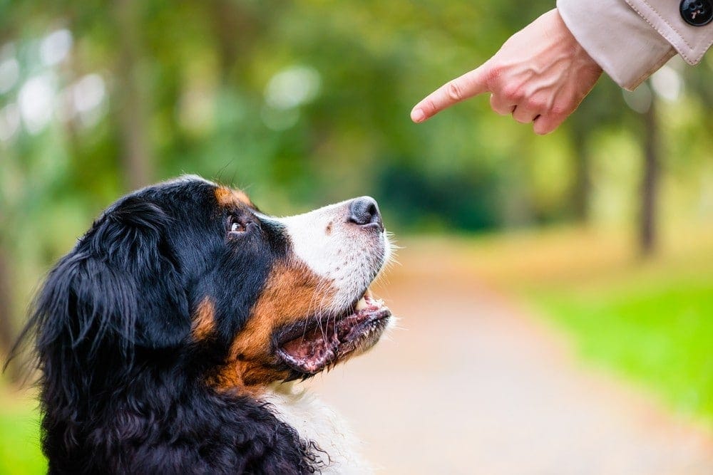 how to keep a dog from rolling in poop