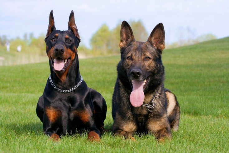 leje Majestætisk padle Doberman Shepherd (Doberman Pinscher & German Shepherd Mix): Info,  Pictures, Characteristics & Facts | Hepper