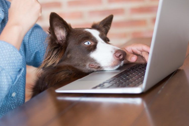 dog looking at computer