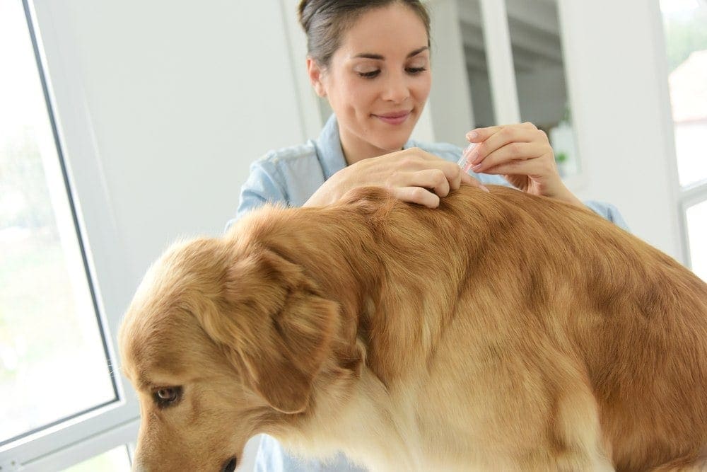 dog flea treatment